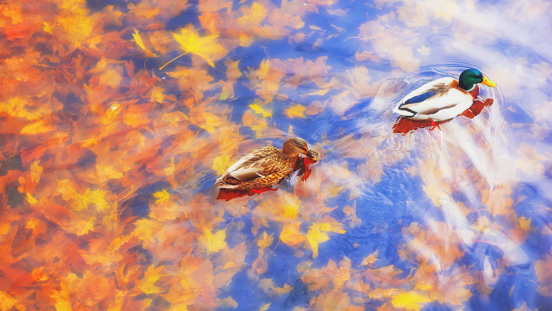Discovery splash banner for Duck Discord server
