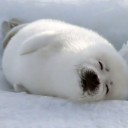 Discovery icon for The Supah Society Discord server